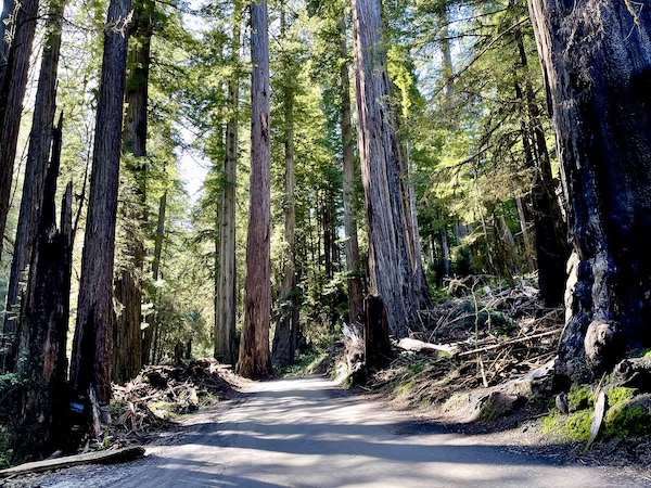 A paved road going through a forest at Jedediah Smith Redwoods Park