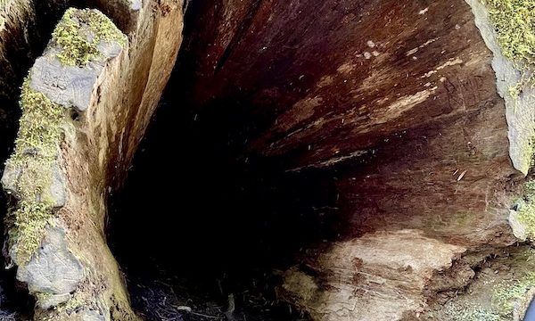 A fallen redwood tree is hollow and large enough to walk into.