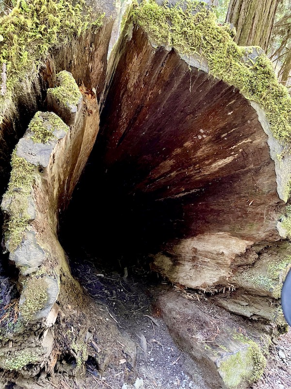 A fallen redwood tree is hollow and large enough to walk into.