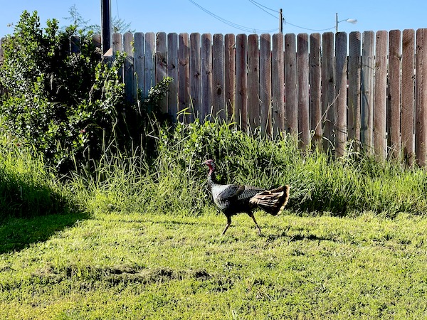 A wild turkey on the lawn by a wood fence after visiting Jedediah Smith Redwoods Park