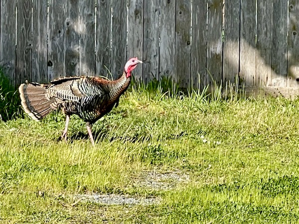 A wild turkey on the lawn in front of a wood fence welcomed us home after visiting Jedediah Smith Redwoods Park