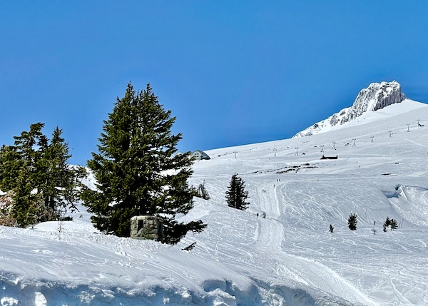 Snow covered ski area with a few evergreen trees on Mt. Hood Oregon