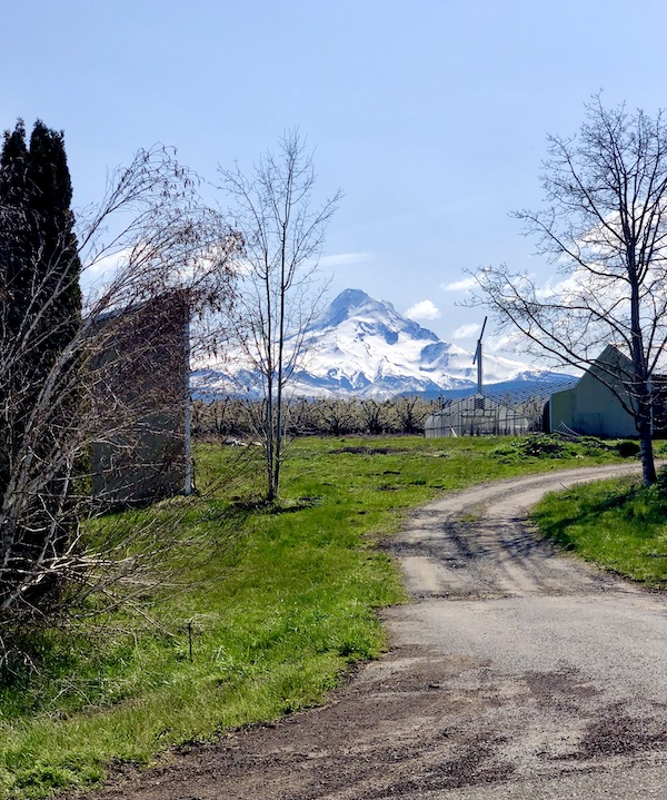 Country lane with grass, trees, barn and snow covered mountain which is Mt. Hood Oregon
