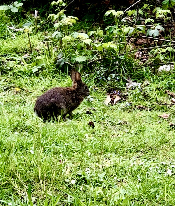 A green lawn with a brown rabbit near Multnomah Falls Oregon
