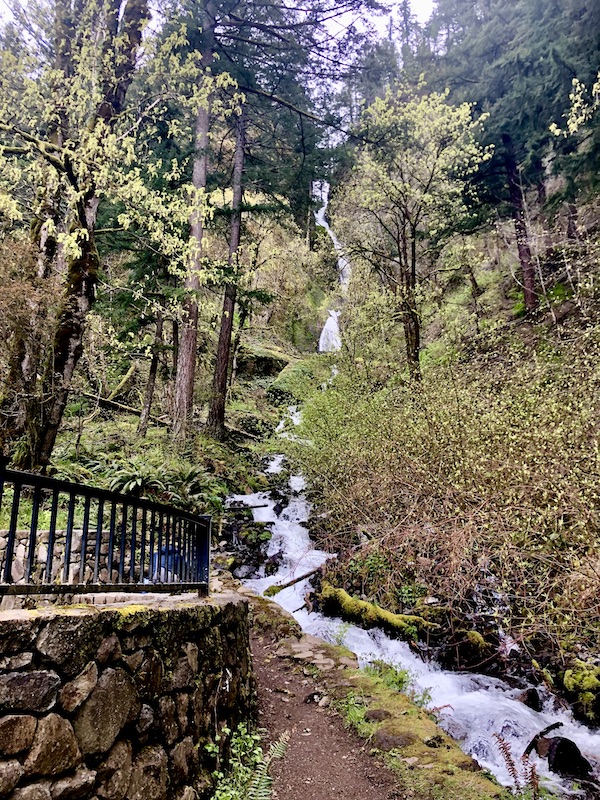 A narrow waterfall coming down a tree covered mountain near Multnomah Falls Oregon