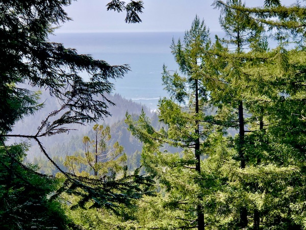 A spectacular view of mountains through the Trees of Mystery Klamath CA