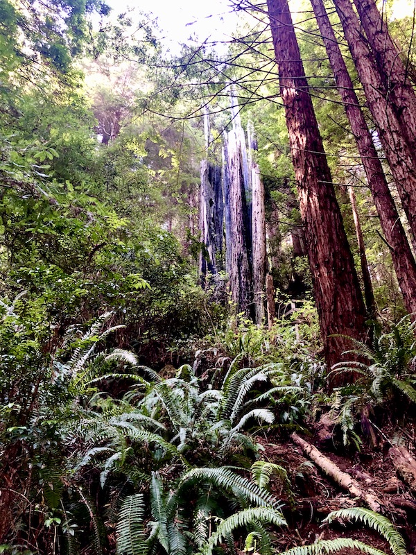 A burnt out tree trunk stands among living trees and ferns at Trees of Mystery Klamath CA