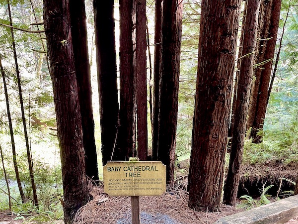 A grouping of young redwood trees at Trees of Mystery Klamath CA