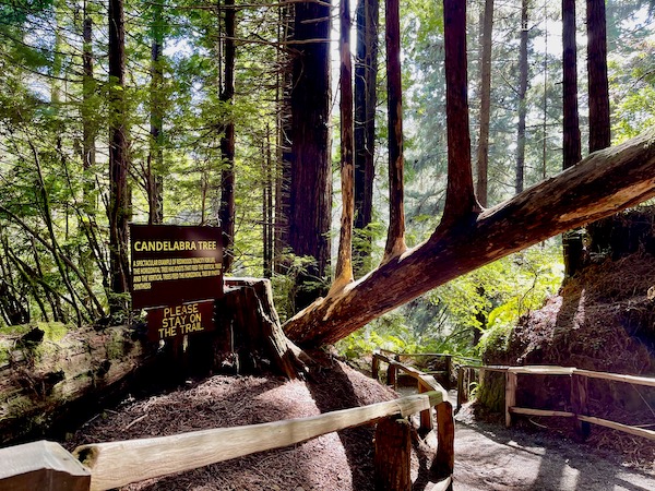 A redwood growing horizontally with branches all on one side growing toward the sun at Trees of Mystery Klamath CA