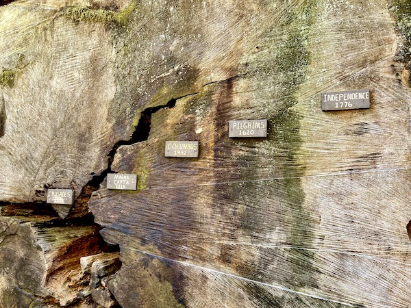 A cross section of a redwood with rings showing how old the tree is.