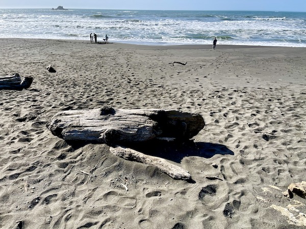 Driftwood on the sand with ocean in background.