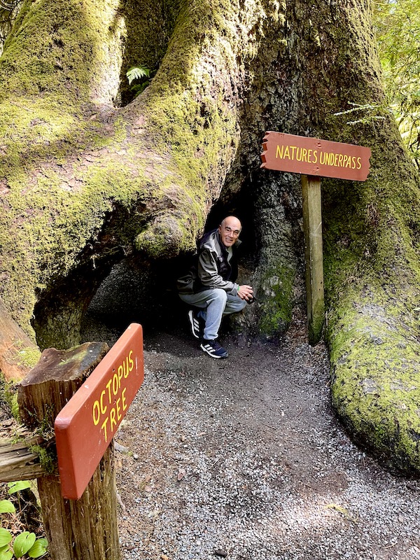 A man crouched at the opening of a huge moss covered tree at Trees of Mystery Klamath CA