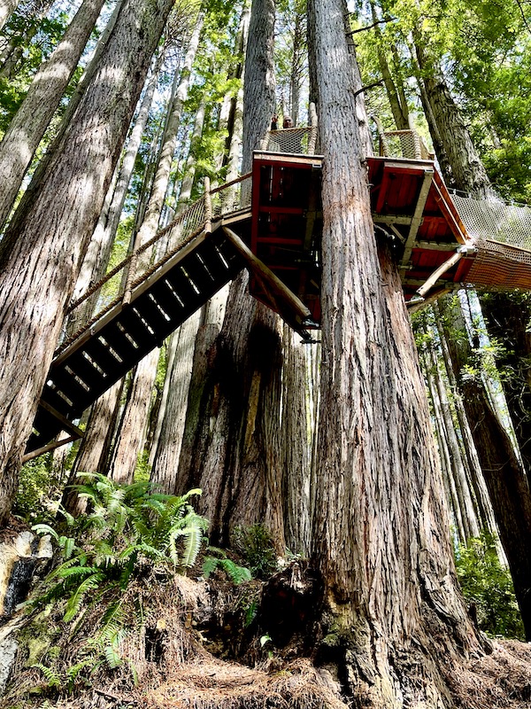 Large redwoods with wooden stairs leading to a high perch at Trees of Mystery Klamath CA