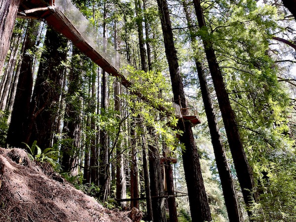Lots of very tall trees with a hanging bridge between them at Trees of Mystery Klamath CA