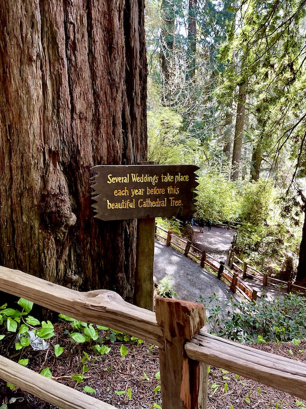 A large tree with a hollow at the base that makes it look like a cathedral at Trees of Mystery Klamath CA
