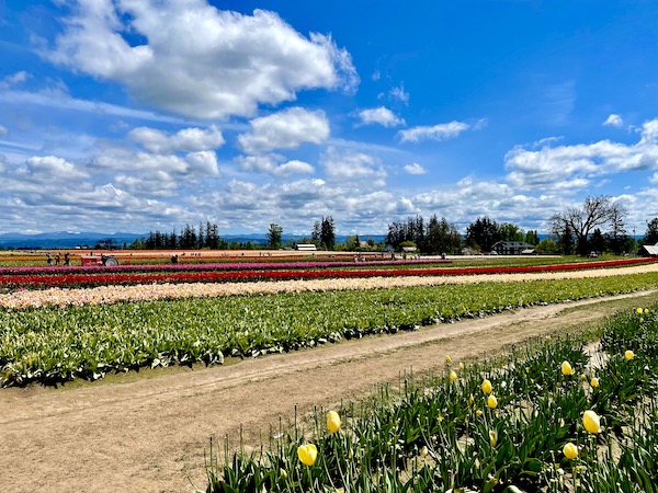Tulips, soil, mountains and blue sky with white clouds at the Wooden Shoe Tulip Festival Oregon