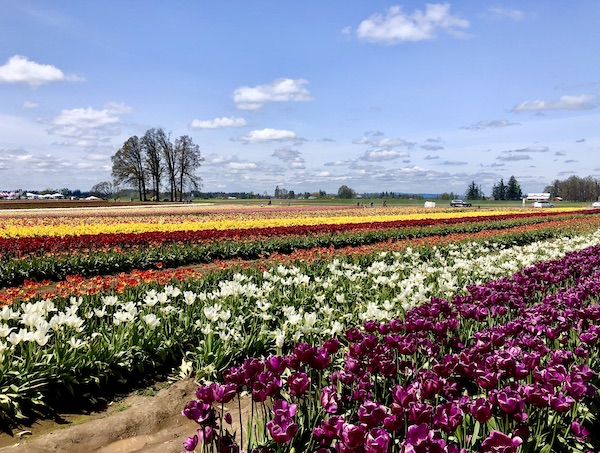 Rows of blooming tulips in every color of the rainbow at the Wooden Shoe Tulip Festival Oregon