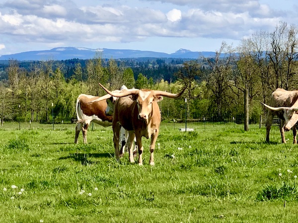 A pair of longhorn cattle in a field near the Wooden Shoe Tulip Festival Oregon
