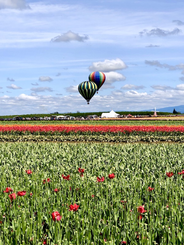 Two hot air balloons in the air above the Wooden Shoe Tulip Festival Oregon