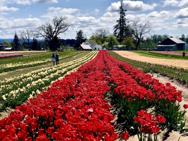 Bright red tulips stand out on a farm at the Wooden Shoe Tulip Festival Oregon