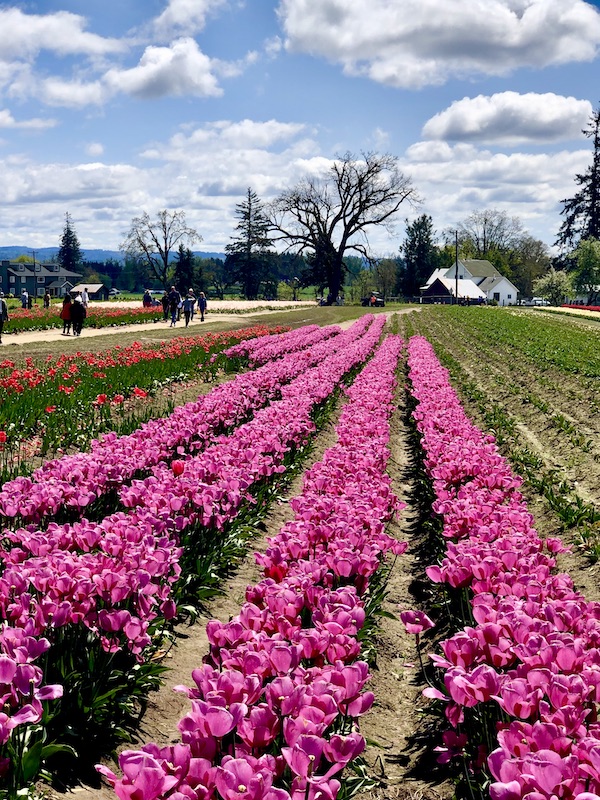 Hot pink tulips on a farm at the Wooden Shoe Tulip Festival Oregon
