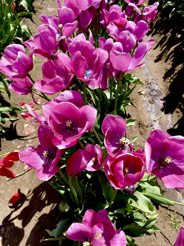 A close up of hot pink tulips at the Wooden Shoe Tulip Festival Oregon