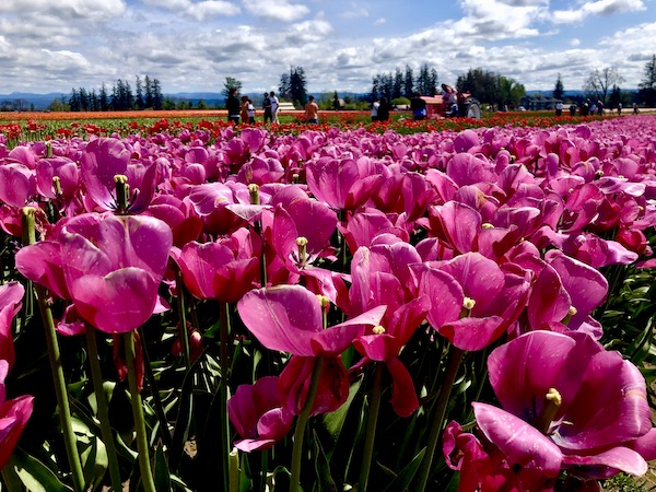 Hot pink tulips with red ones in the background at Wooden Shoe Tulip Festival Oregon