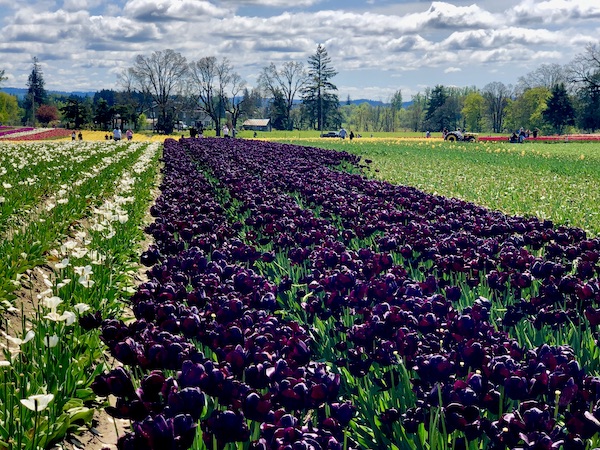 Dark purple tulips at Wooden Shoe Tulip Festival Oregon