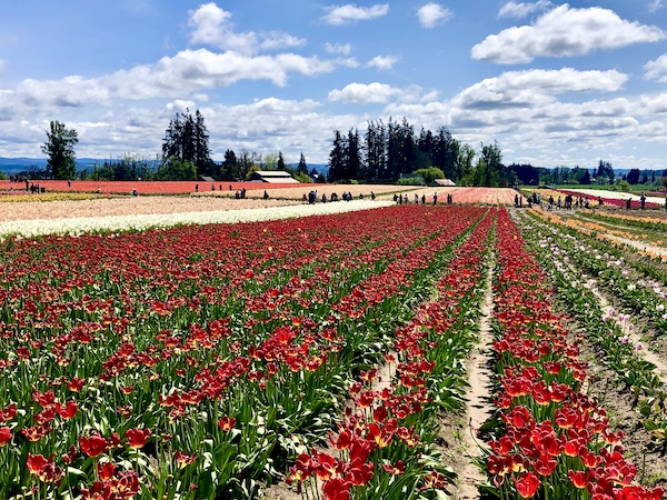 A rainbow of tulips on a farm at the Wooden Shoe Tulip Festival Oregon