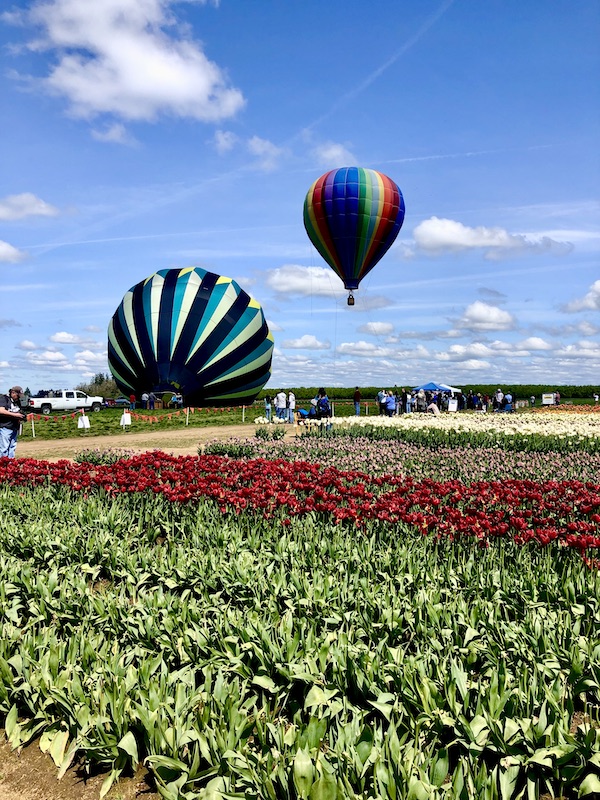 Rows of tulips in bloom, a hot air balloon being filled with air and another in the air at the Wooden Shoe Tulip Festival Oregon