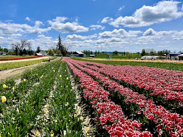 Rows of colorful tulips in bloom at Wooden Shoe Tulip Festival Oregon