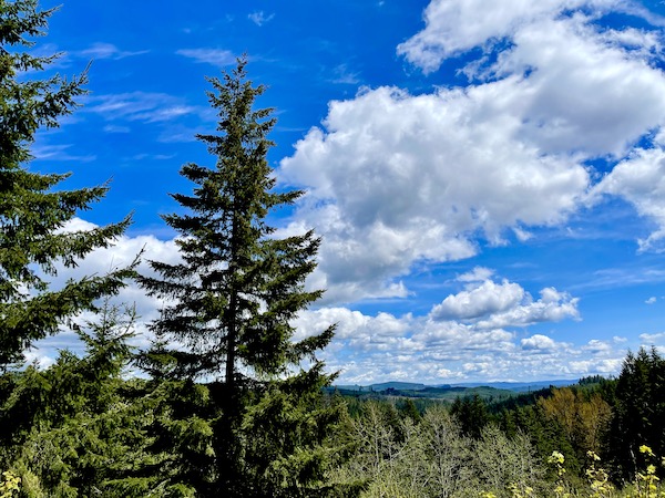 Evergreen trees and mountains on our way to Cannon Beach Oregon
