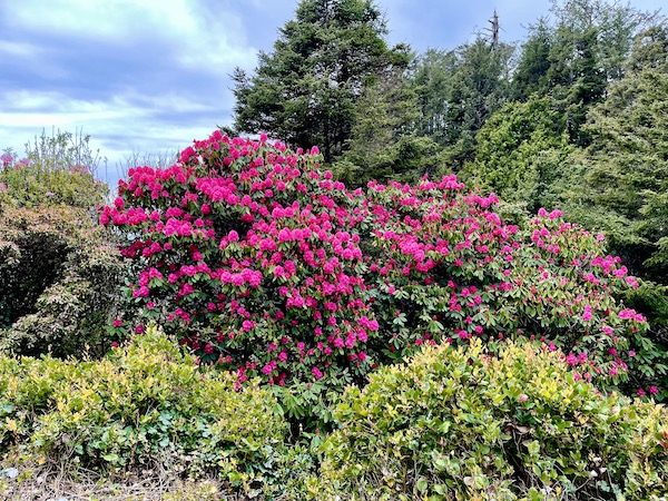 Deep pink bush in full bloom in Cannon Beach Oregon
