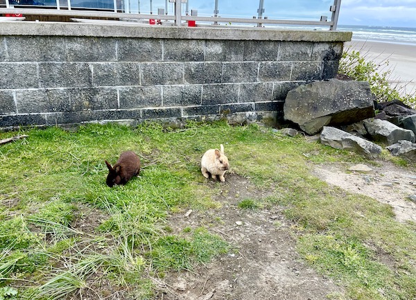 A brown bunny and a white bunny on the grass by a stone wall in Cannon Beach Oregon
