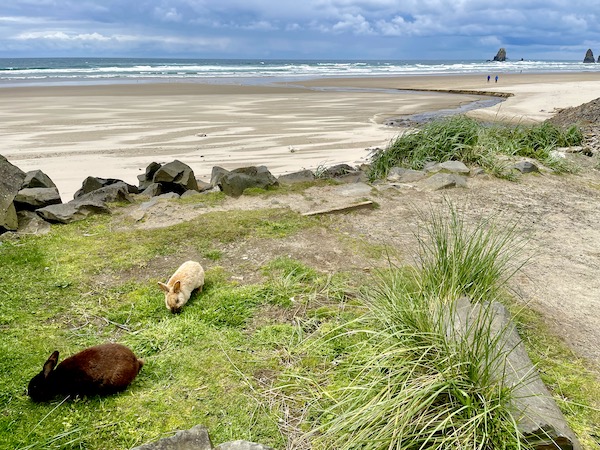 A pair of bunnies hopping to the beach in Cannon Beach Oregon