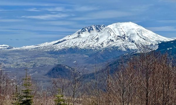 Brown tree branches in from to a snow capped volcanic mountain that is Mount St. Helens Washington