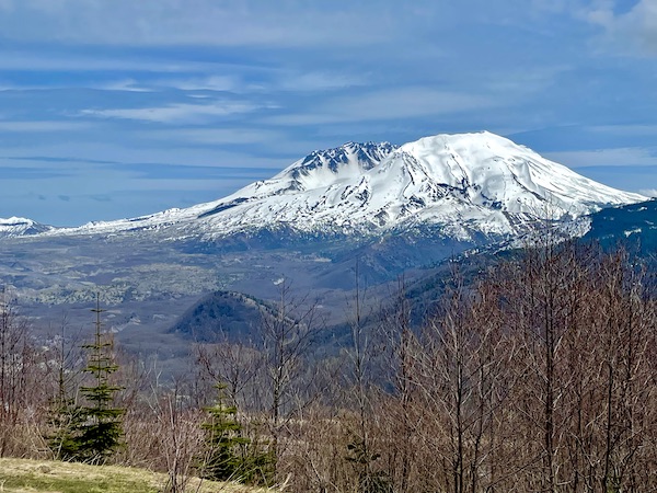 Brown tree branches in from to a snow capped volcanic mountain that is Mount St. Helens Washington