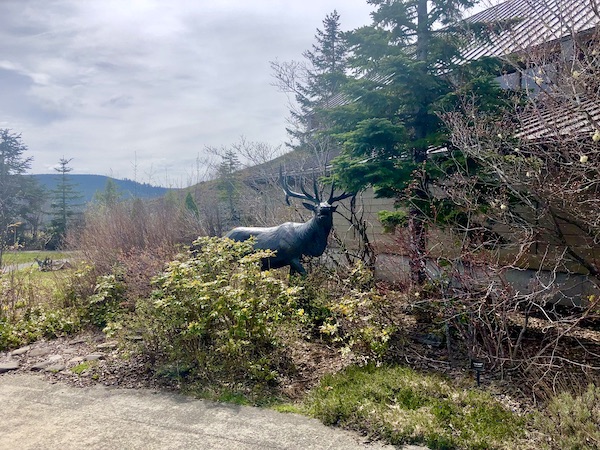 A black elk sculpture in the woods at Mt. St. Helens National Monument