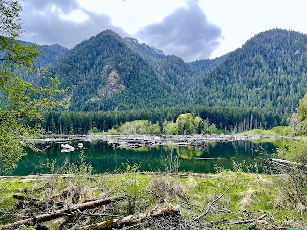 Mountains, trees and lake with logs floating on the Olympic Peninsula Washington