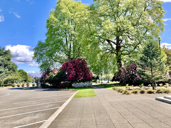Beautiful trees and red flowering bushes in Olympia WA, state capitol campus.