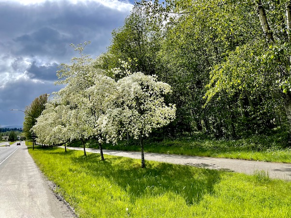 Trees with white blossoms line a road along with lawn and more foliage.