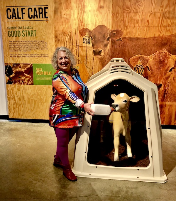A woman pretending to bottle feed a statue of a calf on our Tillamook Cheese Factory Tour