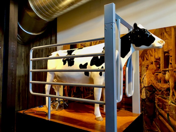 A black and white cow statue in a milking enclosure on our Tillamook Cheese Factory Tour