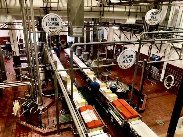 A conveyor belt with blocks of cheese see on our Tillamook Cheese Factory Tour