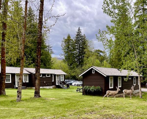 A pair of white-tailed deer by cabins in the woods of Glacier National Park Montana