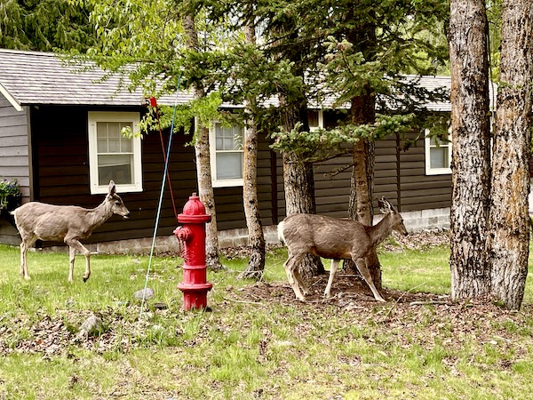 White-tailed deer pose for photos in Glacier National Park Montana