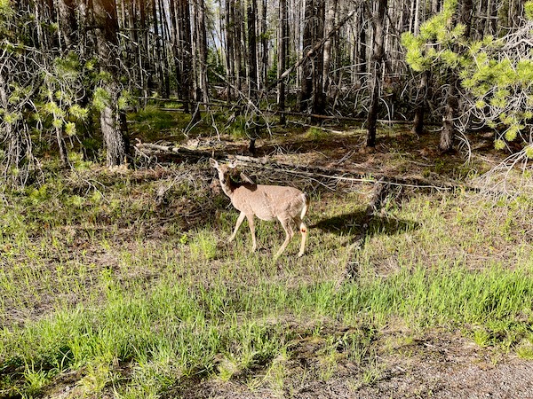 White-tailed deer in the woods of Glacier National Park Montana
