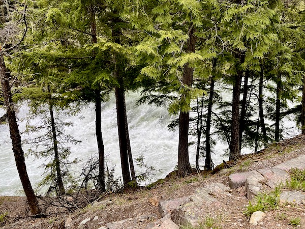 River rapids seen through trees in Glacier National Park Montana
