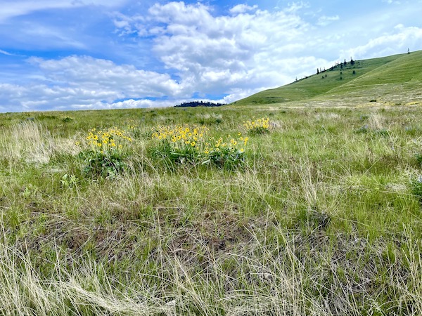 Yellow flowers brighten the green landscape at the National Bison Range Montana