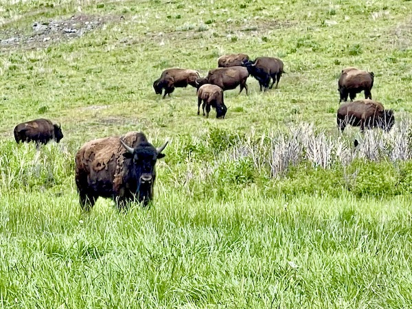 A herd of bison at the National Bison Range Montana